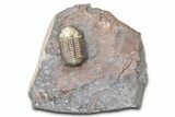Colorful Austerops Trilobite Fossil - Jorf, Morocco #381207-3